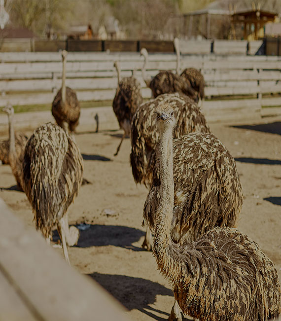 Ostrich for sale