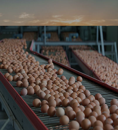 Eggs for sale