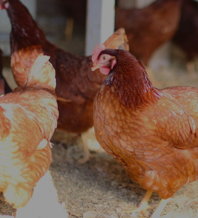 Free Range Chickens