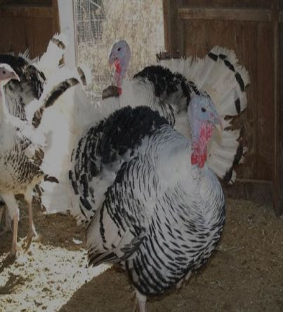 Turkeys for sale