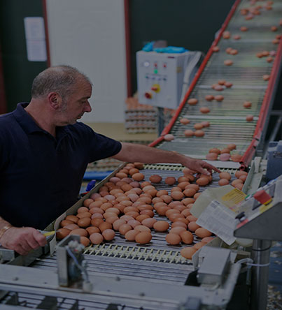 Eggs for sale