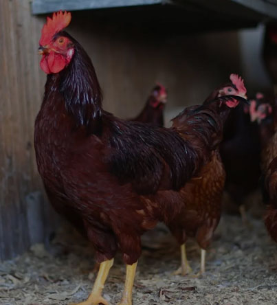 Free Range Chickens
