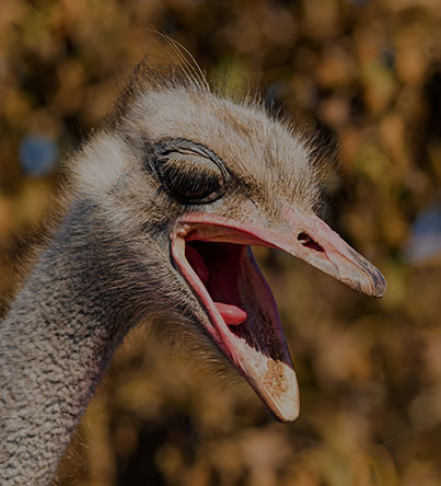 ostriches for sale