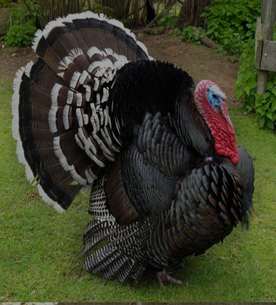 Turkeys for sale