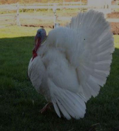 Turkeys for sale