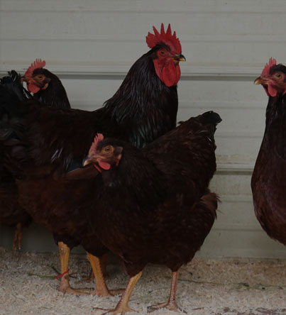 Free Range Chickens