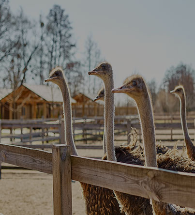 ostriches for sale