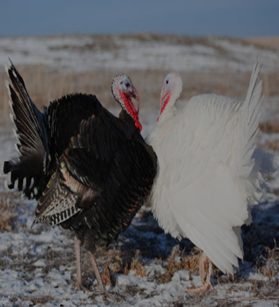 Turkeys for sale