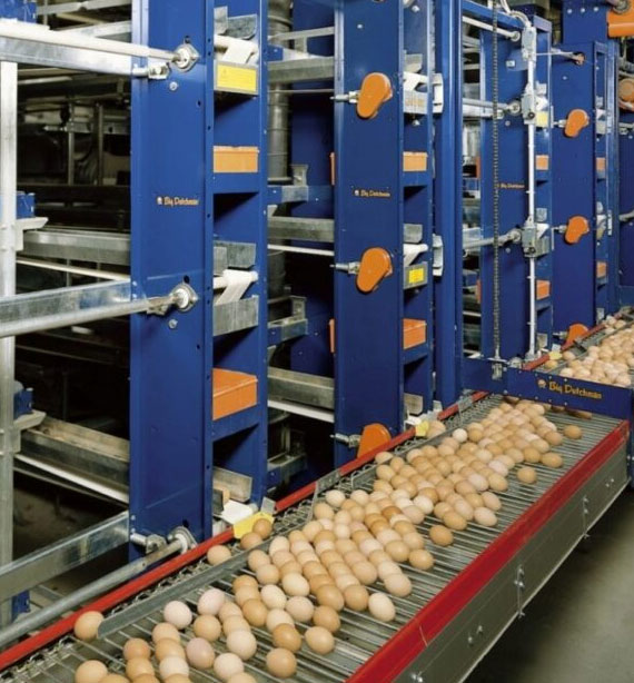Fresh Eggs for sale