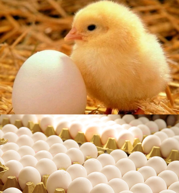 Fertile Eggs for sale