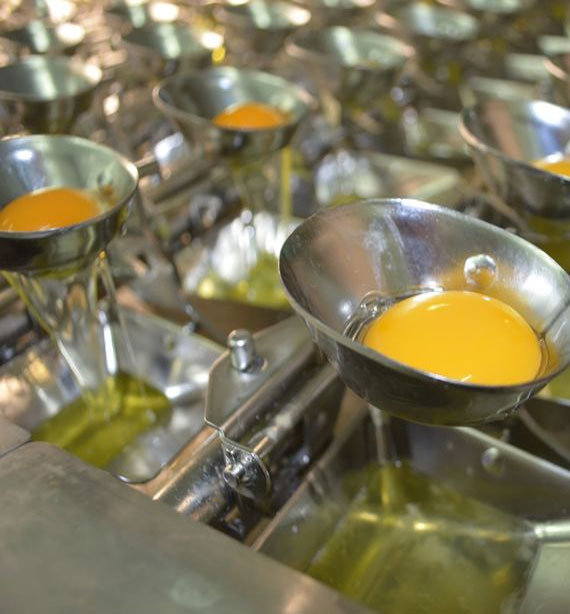 Egg Products