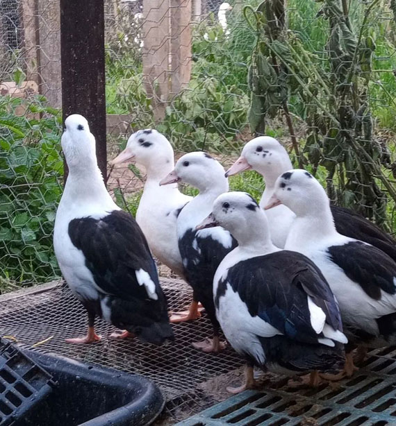 Ducks for sale