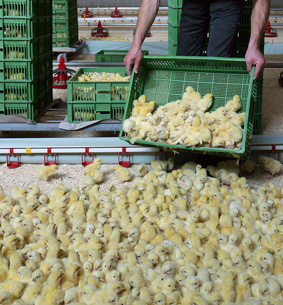 Day Old Chicks