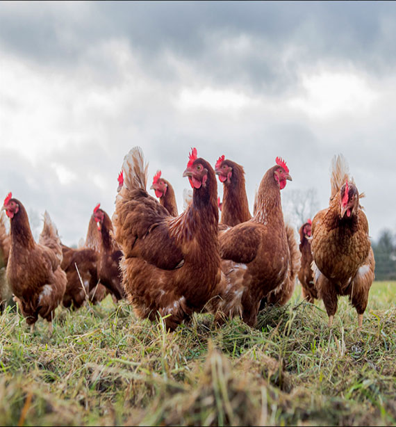  Free Range Chickens