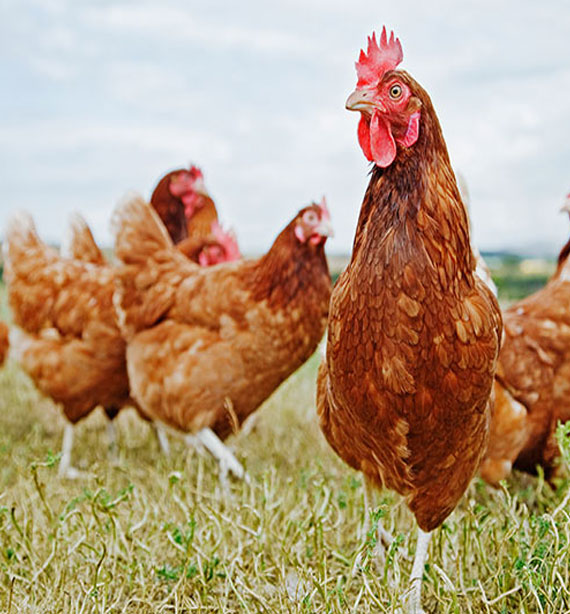 Point of Lay Hens/Pullets