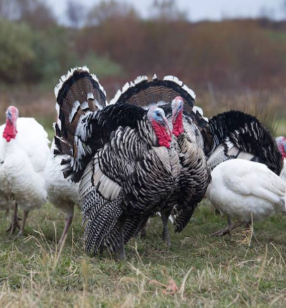 Turkeys for sale 