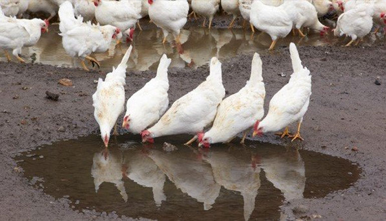 The importance of biosecurity