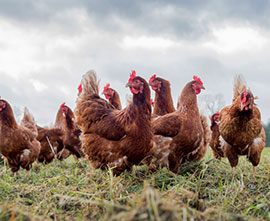 Eggs For sale