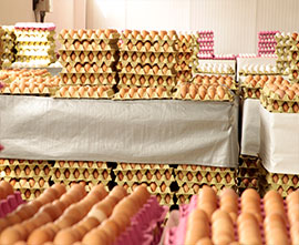 Table Eggs for sale