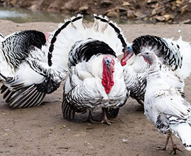 Turkeys for sale