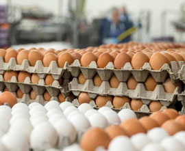 Eggs for sale 