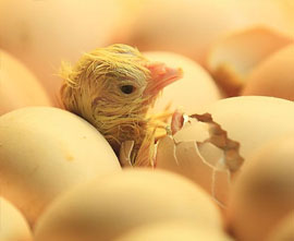 Fertile eggs for sale