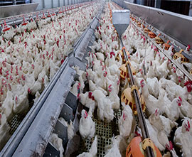 Breeding stock