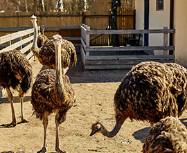 Ostrich for sale