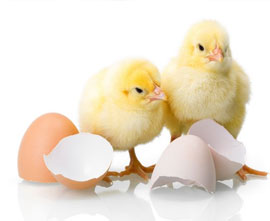 eggs for sale