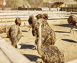 Ostrich Eggs for sale