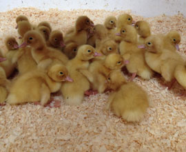 ducks for sale