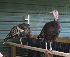 Turkey eggs for sale