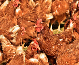chickens for sale